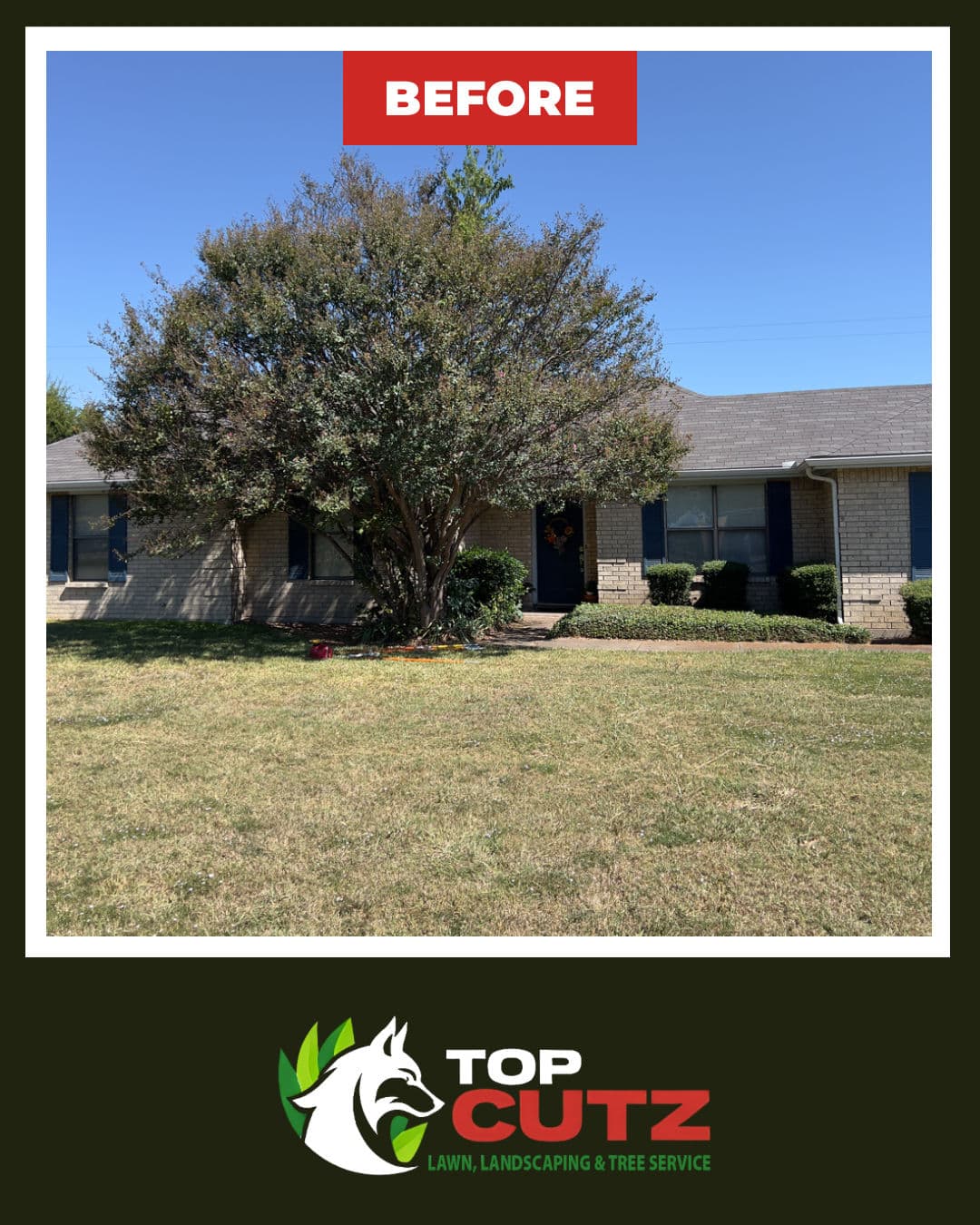 Gallery photos for Crepe Myrtle Canopy Raise That Changed the Whole Front Yard: Image #1