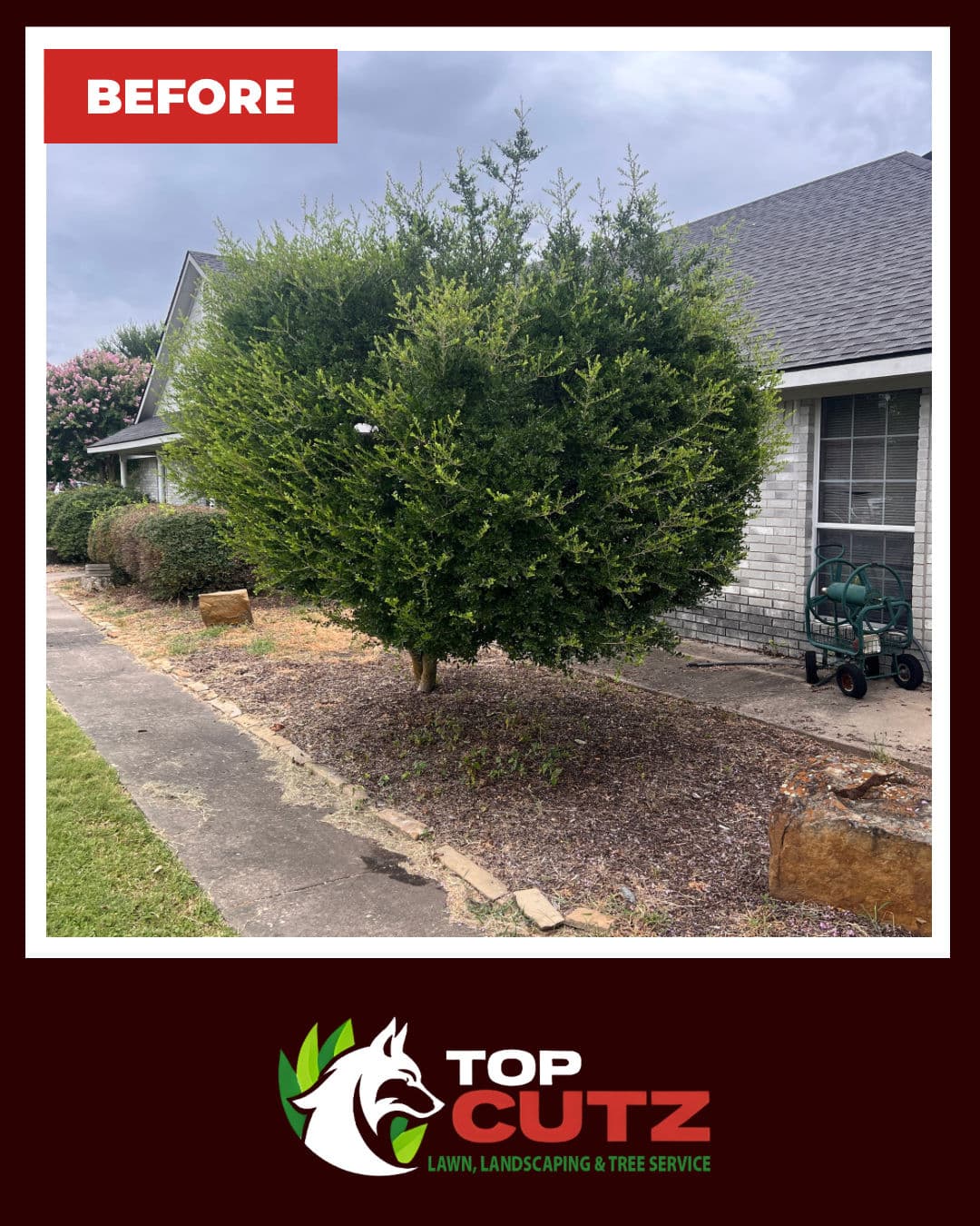 Gallery photos for Lollipop Shrub Trim That Opens Up the Whole Front Yard: Image #1