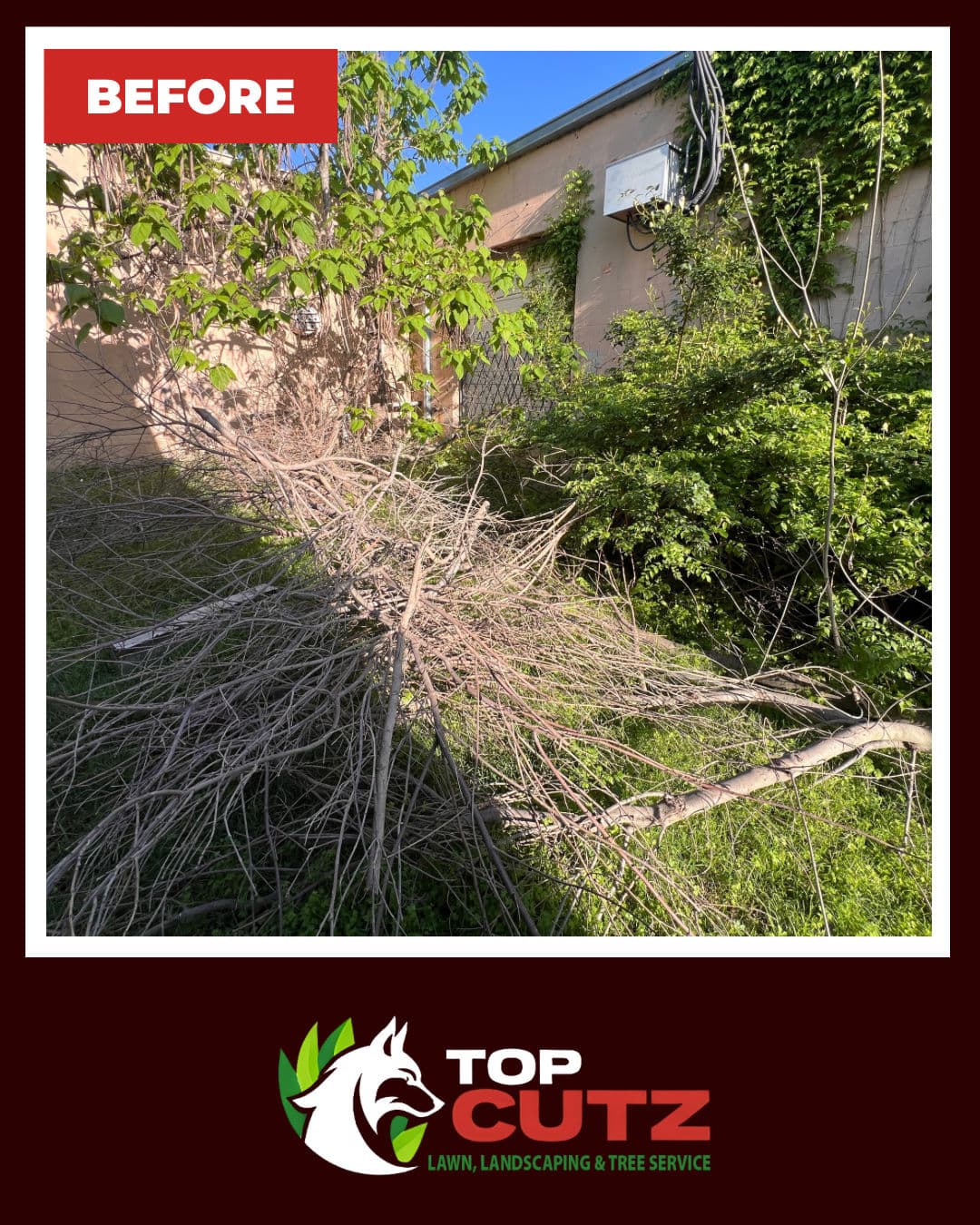 Gallery photos for Commercial Property Overgrowth Cleared and Back Under Control: Image #1