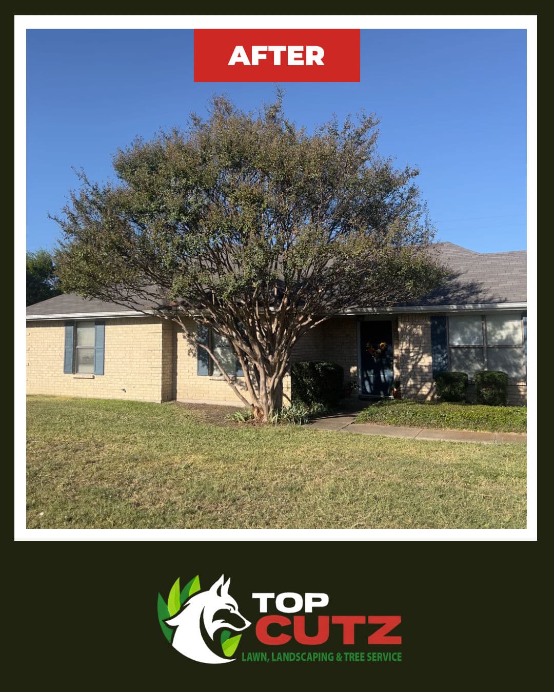 Crepe Myrtle Canopy Raise That Changed the Whole Front Yard image