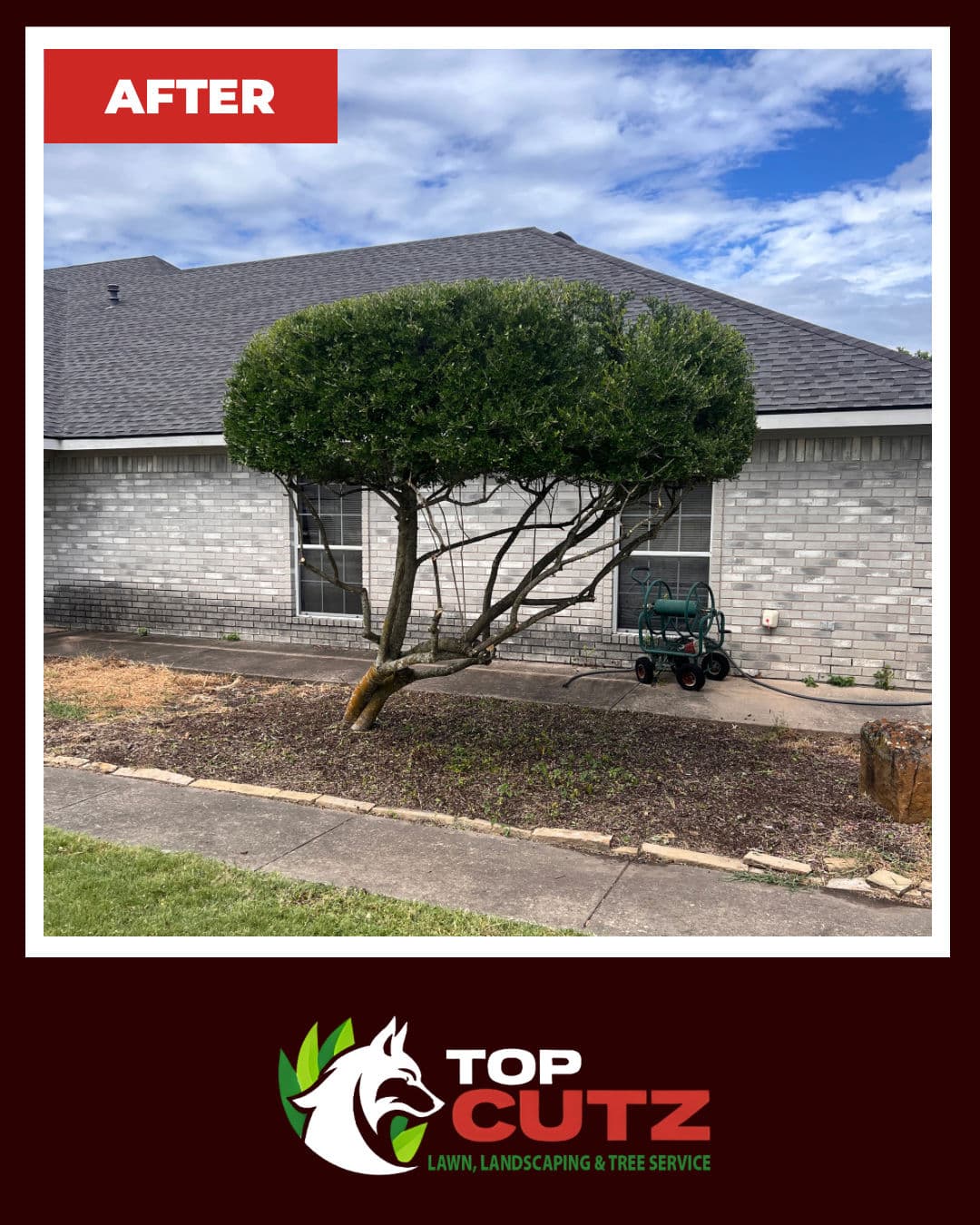 Lollipop Shrub Trim That Opens Up the Whole Front Yard image